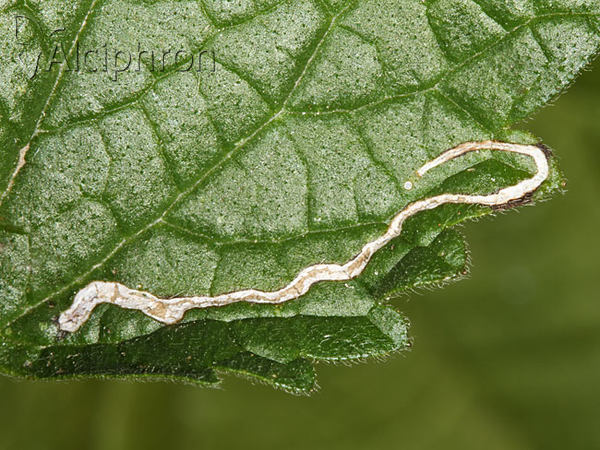 Chromatomyia horticola