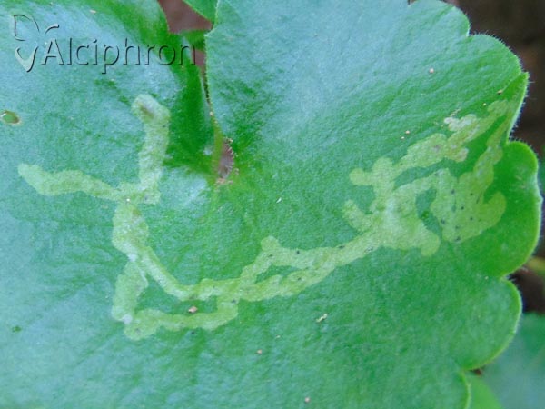 Chromatomyia saxifragae