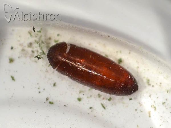 Mintho rufiventris