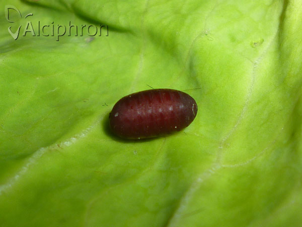 Epicampocera succincta