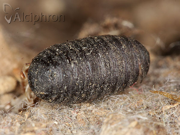 Winthemia quadripustulata