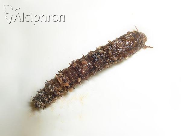 Dictenidia bimaculata