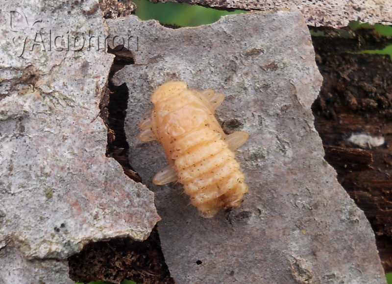 Cucujus cinnaberinus