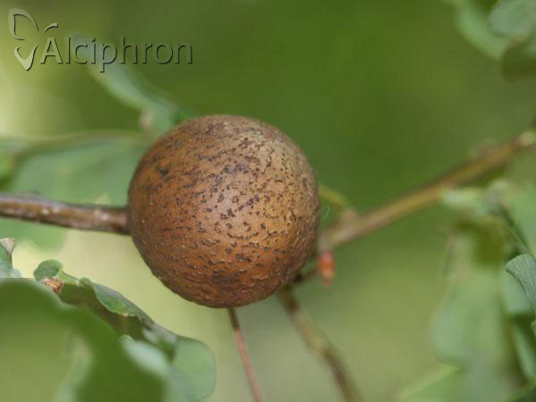 Synophrus politus