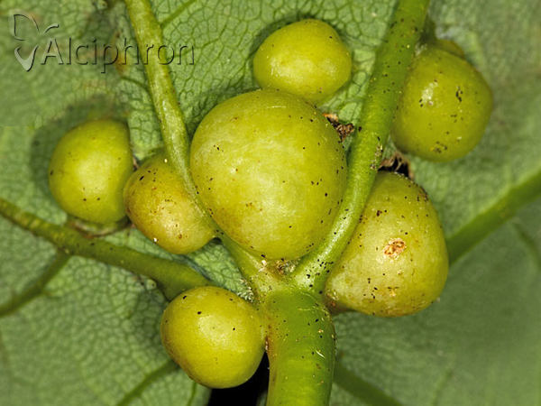 Pediaspis aceris