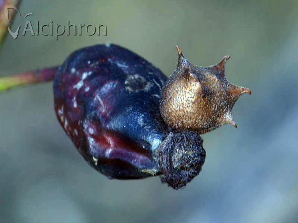 Diplolepis nervosa