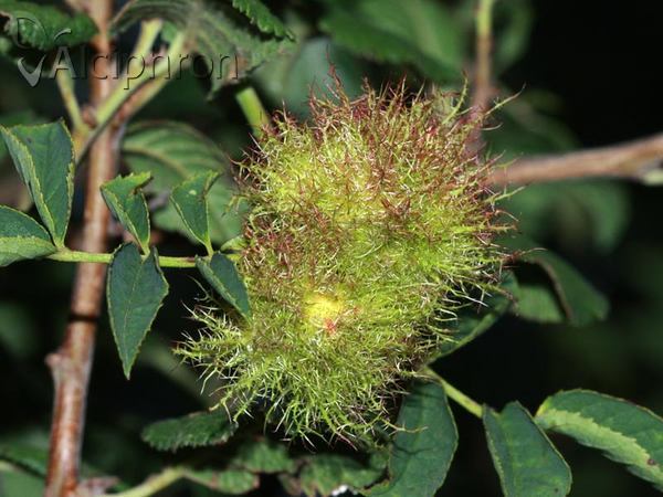 Diplolepis rosae