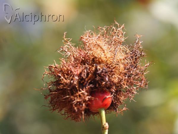Diplolepis rosae