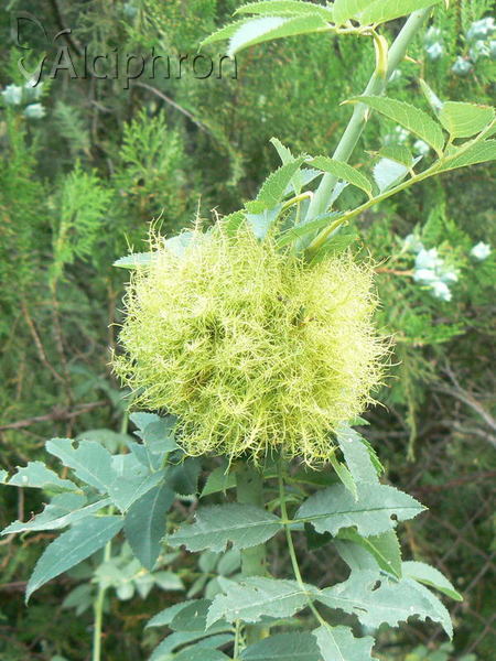 Diplolepis rosae