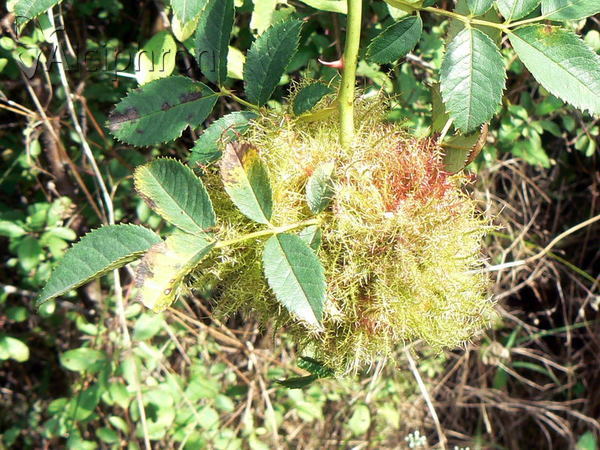Diplolepis rosae