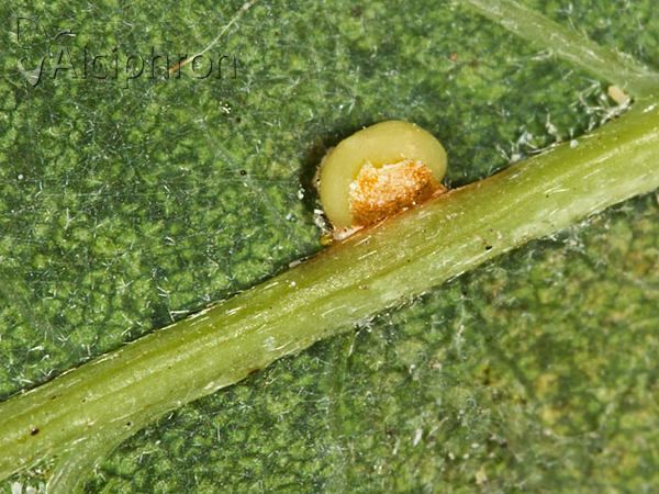 Neuroterus anthracinus