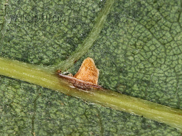 Neuroterus anthracinus