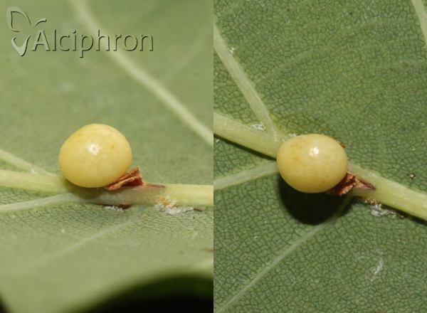 Cynips quercusfolii