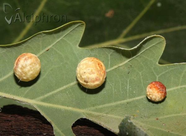 Cynips quercusfolii