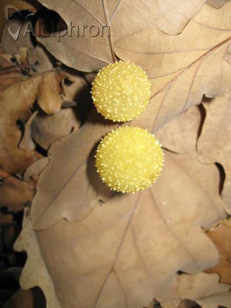 Cynips quercusfolii
