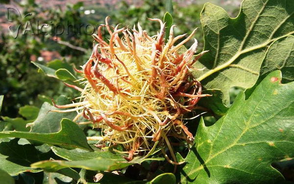 Andricus caputmedusae