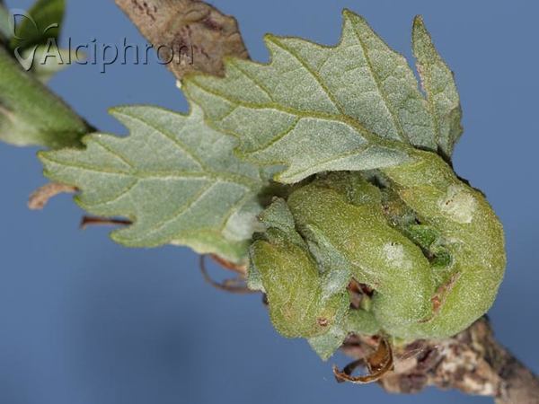 Andricus crispator