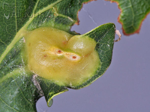 Andricus curvator