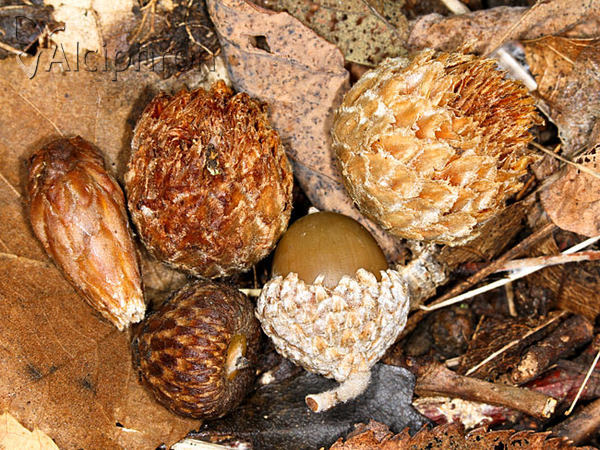Andricus foecundatrix
