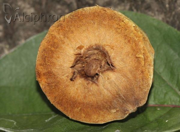 Andricus gallaetinctoriae