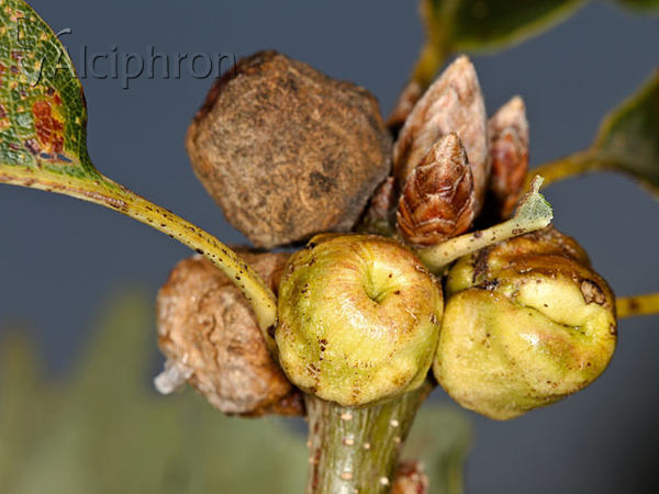 Andricus glutinosus