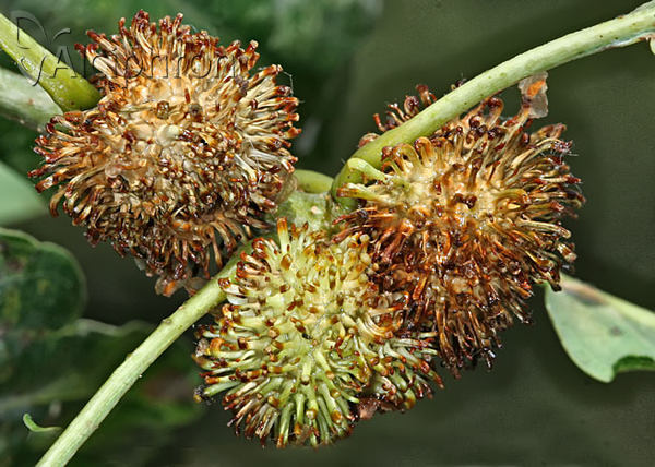 Andricus lucidus