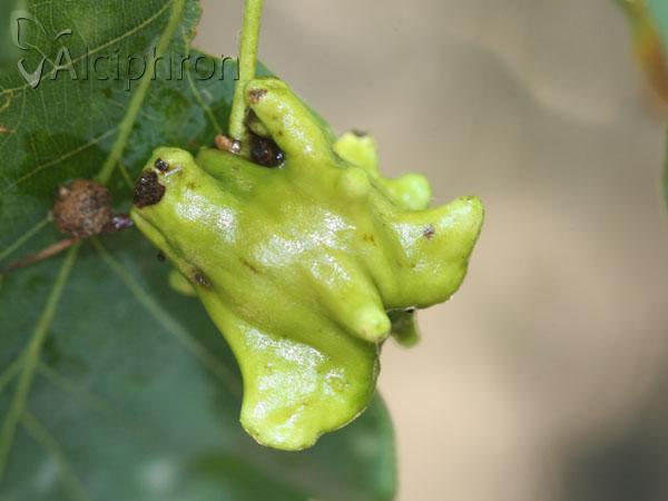 Andricus quercuscalicis