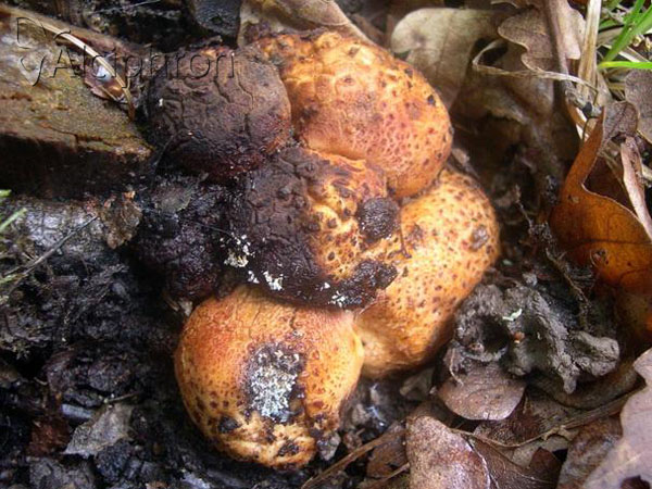 Andricus quercusradicis