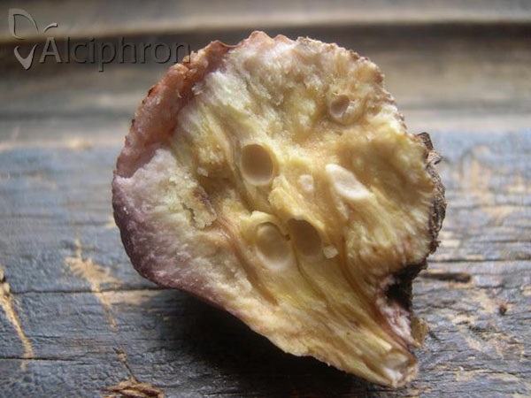 Andricus quercusradicis