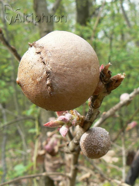 Andricus quercustozae