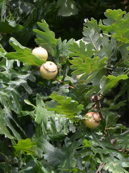 Andricus quercustozae