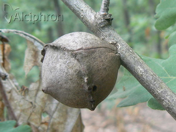 Andricus quercustozae