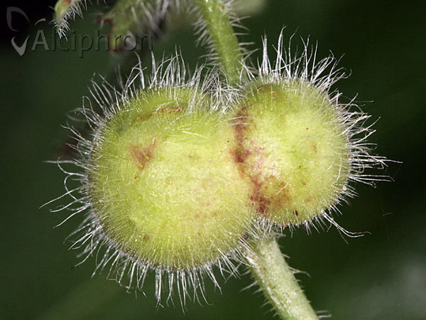 Liposthenes glechomae