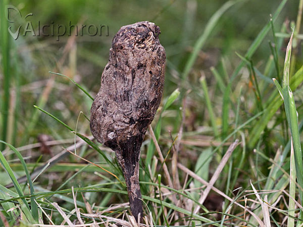 Aulacidea hieracii