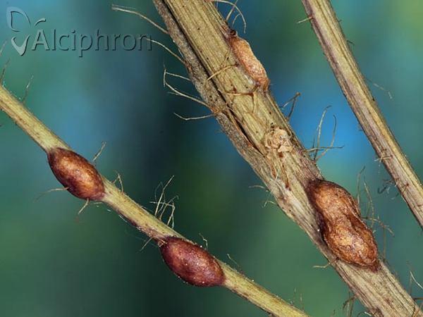 Aulacidea hieracii