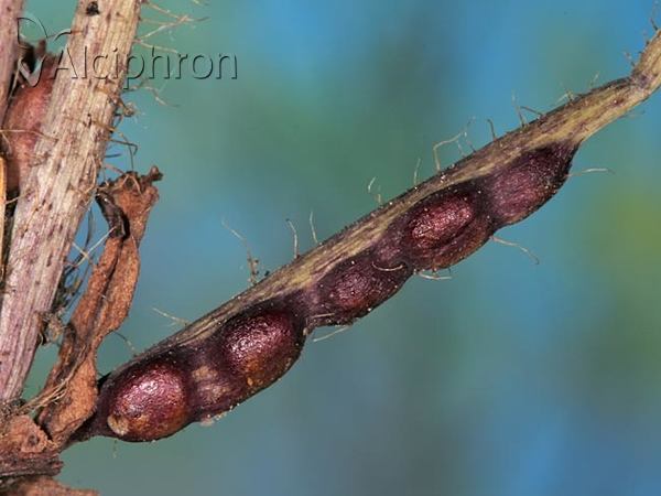 Aulacidea hieracii