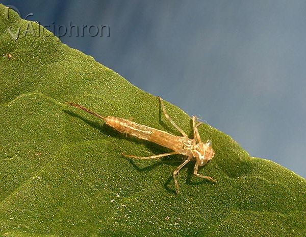 Erythromma viridulum