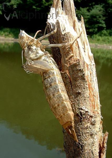 Anax imperator