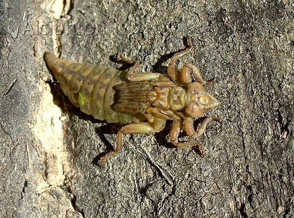 Gomphus flavipes