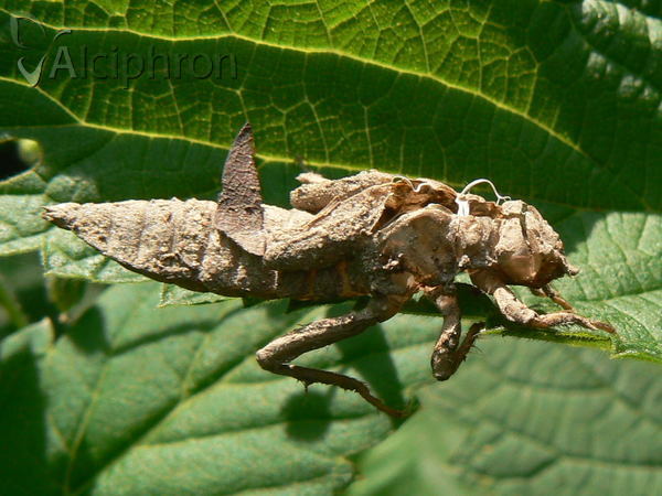 Gomphus vulgatissimus