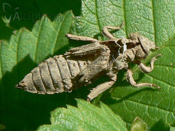 Gomphus vulgatissimus