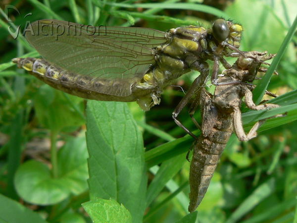 Gomphus vulgatissimus