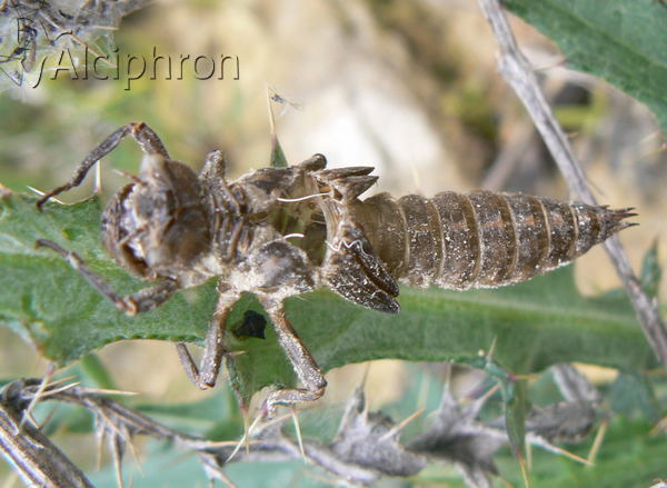 Cordulegaster bidentata