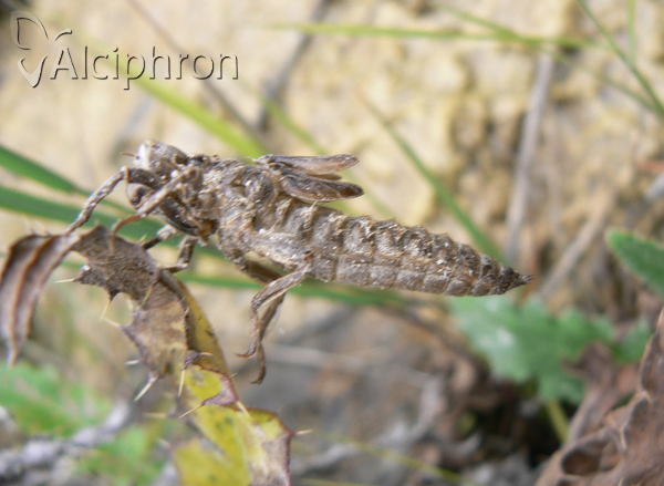 Cordulegaster bidentata