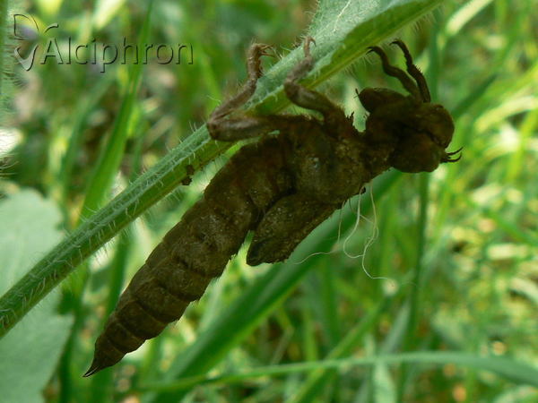 Cordulegaster bidentata