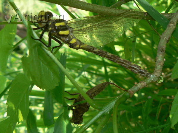 Cordulegaster bidentata
