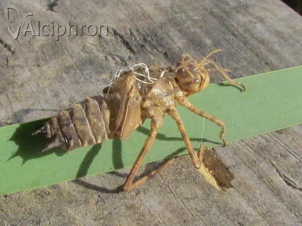 Epitheca bimaculata