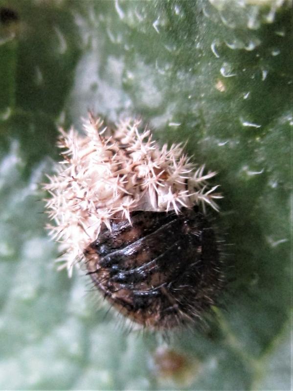 Henosepilachna argus