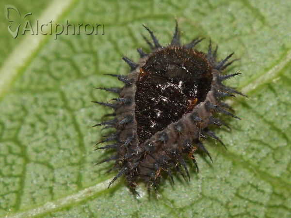 Chilocorus renipustulatus