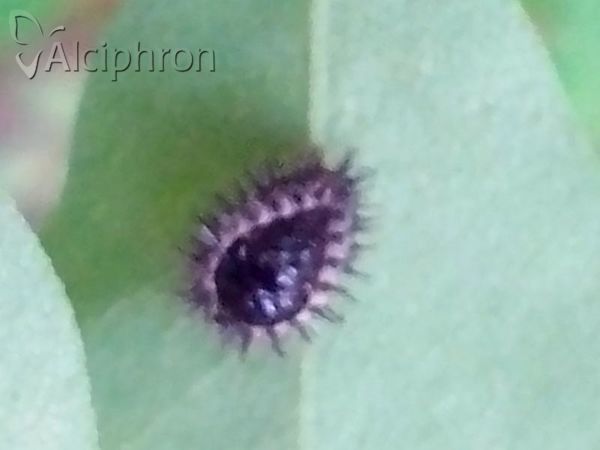 Chilocorus renipustulatus